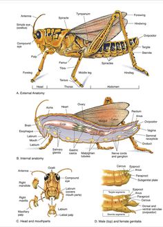 the anatomy of a grasshopper and other insect species, labeled in yellow on a white background