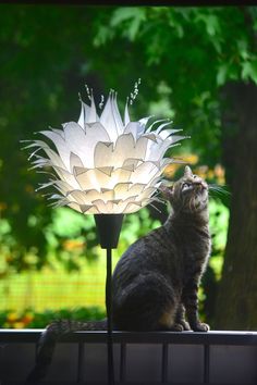 a cat sitting on a window sill looking up at a light fixture in the shape of a flower