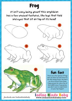 how to draw a frog step by step instructions for kids and beginners in english