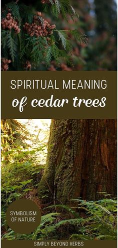 a book cover with trees and ferns in the foreground, text that reads, spirital meaning of cedar trees symposium of nature simply beyond herbs