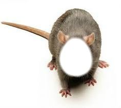 a rat looking through a magnifying glass to see what is in it's mouth