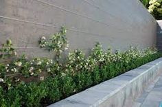 some white flowers are growing on the side of a gray wall and concrete planters