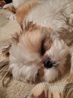 a small brown and white dog laying on the floor