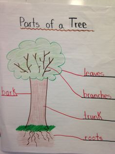 the parts of a tree on a piece of paper with words and pictures attached to it