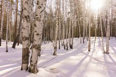 the sun is shining through the trees in the snow - covered forest stock photo, images and