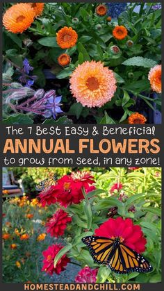 the best easy and beneficial annual flowers to grow from seed, in any zone