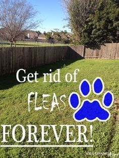 a sign that says get rid of fleas forever