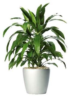 a potted plant with green leaves in it