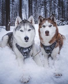 two husky dogs are sitting in the snow