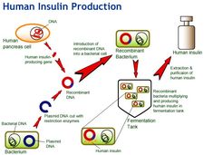 the diagram shows how human insultin production works