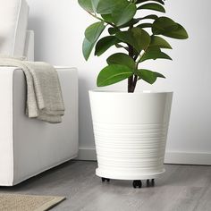 a potted plant sitting on top of a wooden floor next to a white couch