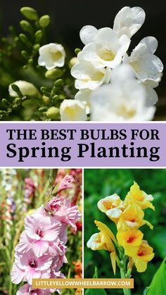 the best bulbs for spring planting