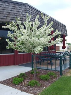 a tree with white flowers is in front of a red and gray building that has a fence around it