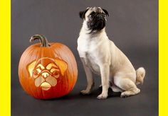 When it comes to Halloween, everyone loves A good jack-o'-lantern. But what if you could take your pumpkin carving game to The next level this year? A pumpkin Source by loribethmonday... Pug Pumpkin Carving, Pumpkin Carving Stencils Easy, Pug Pumpkin, Pumpkin Carving Games, Pumpkin Carving Knife, Printable Pumpkin Stencils, Pumpkin Carving Stencils Free, Pumpkin Stencils Free