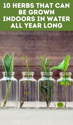 flowers and herbs in glass bottles with text overlay 10 herbs that can be grown indoors in water all year long