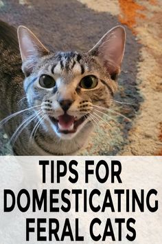 a close up of a cat with the words tips for domesticizing fecal cats