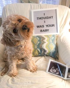 a small dog sitting on top of a white couch next to a sign that says thought i was baby