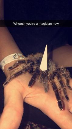 a person holding a spider in their hand with a knife stuck to it's head