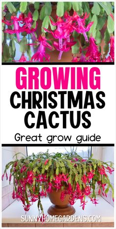 a potted plant with pink flowers and green leaves on it, in front of the words growing christmas cactus