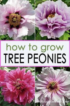 Tree Peony Care: How To Grow Tree Peonies