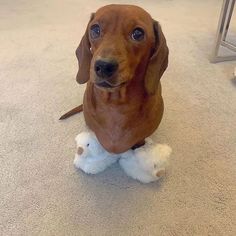 a small brown dog sitting on top of a white stuffed animal toy in a room