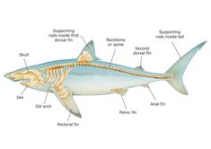 an image of a fish labeled in the body