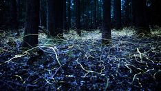 the ground is covered in blue leaves and grass, as well as trees with no leaves on them