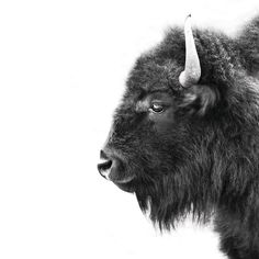 a black and white photo of a bison with horns on it's head, looking at the camera