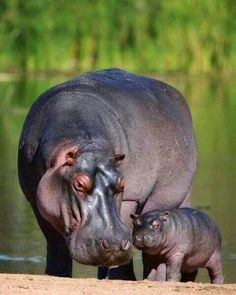 a mother hippopotamus and her baby at the water's edge