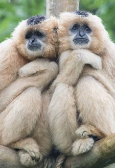 two monkeys sitting on top of a tree branch