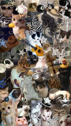 a collage of many cats with different pictures on them