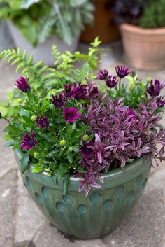 some purple flowers are in a green pot