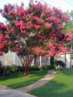 a tree with pink flowers in front of a house