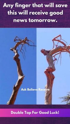 two different trees with the caption'any finger that will save this will receive good news tomorrow '