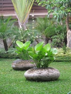 a garden with plants and rocks in the grass