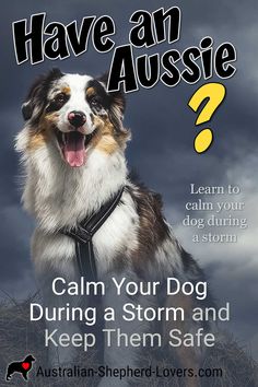 a dog with its mouth open and the words have an aussie written above it