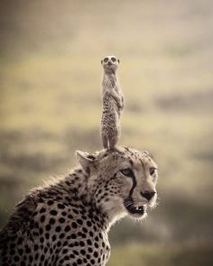 a cheetah standing on the back of another cheetah's head