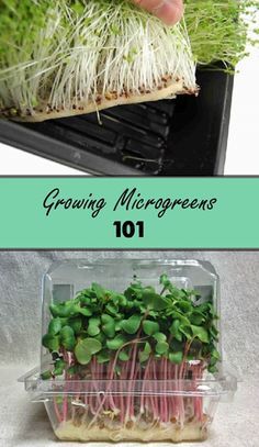 growing microgreens in plastic containers with text overlay reading growing microgreens 101