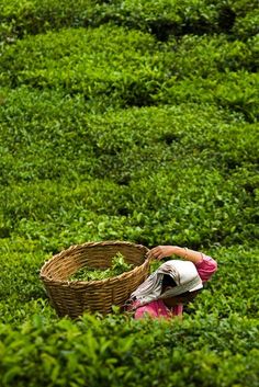 a woman picking tea leaves from a bush in the middle of a green field with a basket on her head