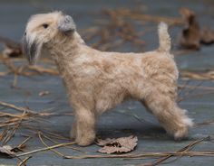 a small brown dog standing on top of dry grass