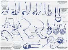 an image of foot and ankle anatomy