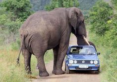 an elephant standing next to a car on a dirt road