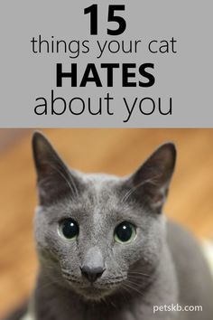 15 Things Your Cat Hates About You - What could you possibly do that your cat hates? Find out here #catcare #catinfo #cats  #catguide Six Toed Cats, Things Cats Love, How To Train Your Cat, Cat Training Tips, Things For Cats, Cat Facts Text, Facts About Cats