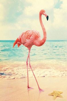 a pink flamingo standing on top of a sandy beach next to the ocean with a starfish