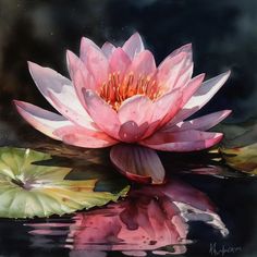 a pink waterlily floating on top of a body of water