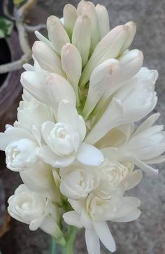 white flowers are in a vase on the ground