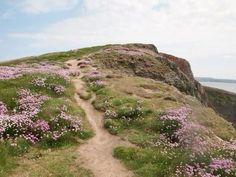 a path leading to the top of a hill with wildflowers growing on it