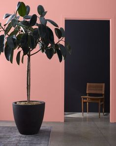 a potted plant sitting on top of a rug next to a wooden chair and pink wall