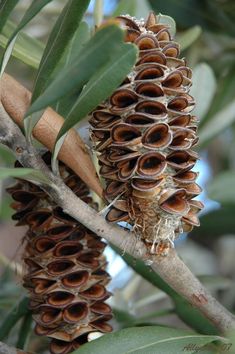 a close up of a pine cone on a tree branch