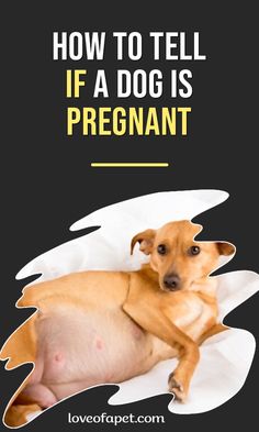 a dog is laying down with the caption how to tell if a dog is pregnant